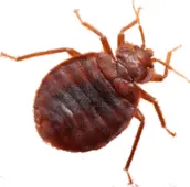 bed bug control gravenhurst