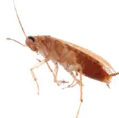 cockroach control gravenhurst