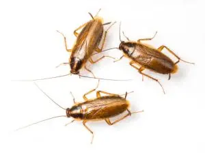 cockroach treatment pest control gravenhurst