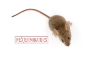 mice exterminator gravenhurst